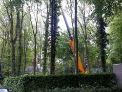 bomen rooien elkenrade